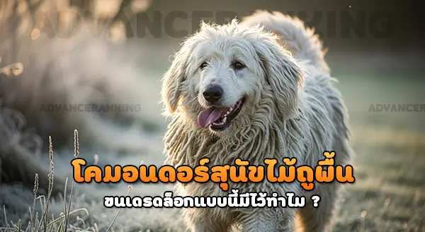 สุนัขไม้ถูพื้น โคมอนดอร์