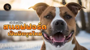 สแตฟฟอร์ดเชียร์อเมริกัน เป็นพิตบูลไหม