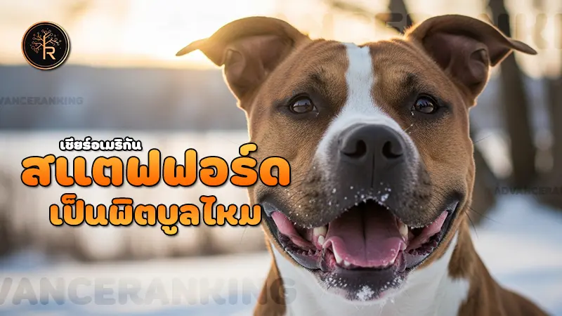 สแตฟฟอร์ดเชียร์อเมริกัน เป็นพิตบูลไหม
