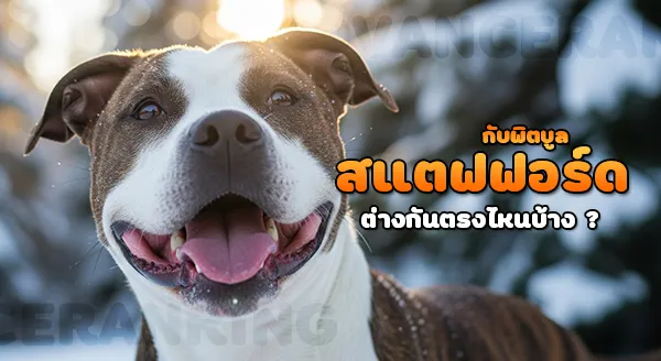 สแตฟฟอร์ดเชียร์อเมริกัน เป็นพิตบูลไหม
