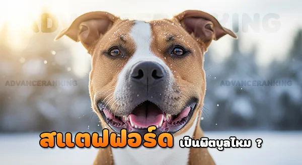 สแตฟฟอร์ดเชียร์อเมริกัน เป็นพิตบูลไหม