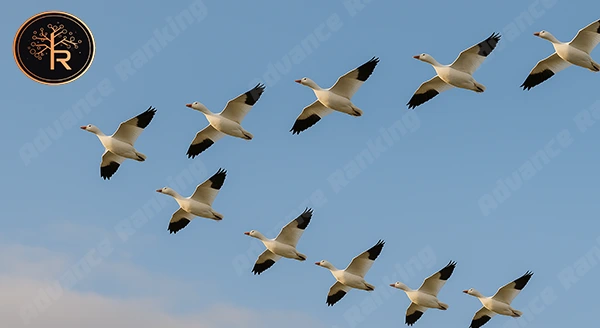 ห่านหิมะ นกน้ำฤดูหนาว