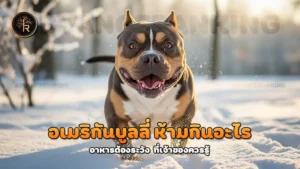 อเมริกันบูลลี่ ห้ามกินอะไร