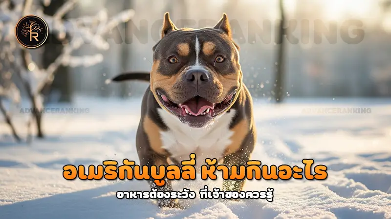 อเมริกันบูลลี่ ห้ามกินอะไร