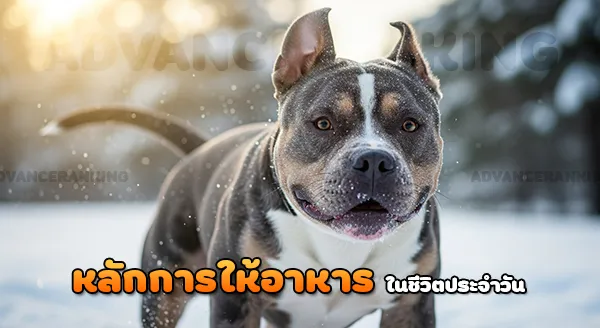 อเมริกันบูลลี่ ห้ามกินอะไร