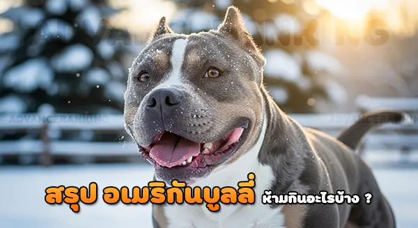 อเมริกันบูลลี่ ห้ามกินอะไร