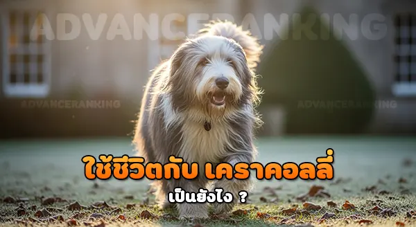 เคราคอลลี่ สุนัขเพื่อนคู่ใจ