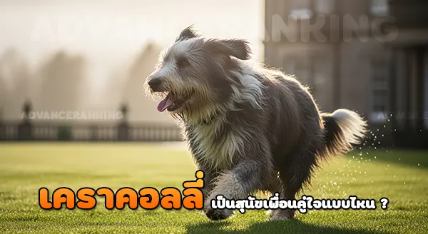 เคราคอลลี่ สุนัขเพื่อนคู่ใจ