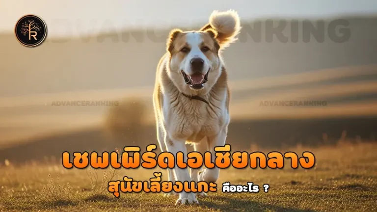 เชพเพิร์ดเอเชียกลาง สุนัขเลี้ยงแกะ