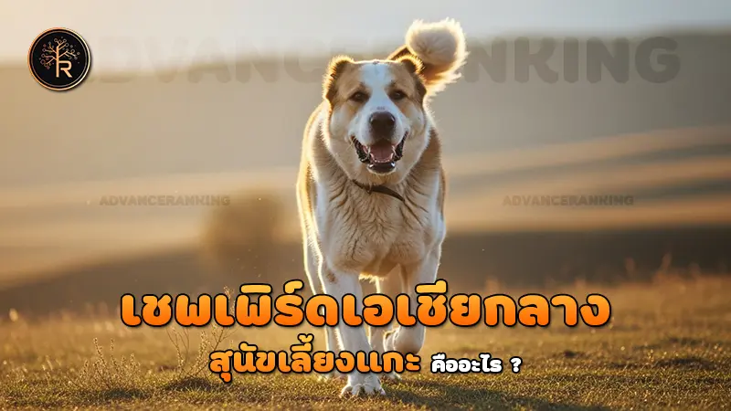เชพเพิร์ดเอเชียกลาง สุนัขเลี้ยงแกะ