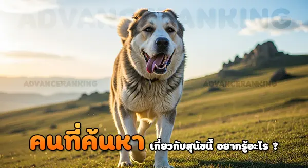 เชพเพิร์ดเอเชียกลาง สุนัขเลี้ยงแกะ