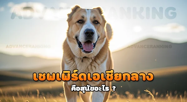 เชพเพิร์ดเอเชียกลาง สุนัขเลี้ยงแกะ