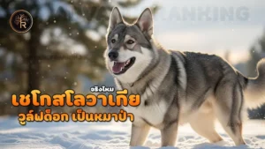 เชโกสโลวาเกีย วูล์ฟด็อก เป็นหมาป่า