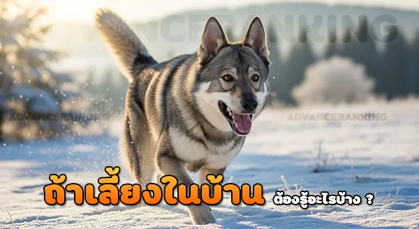 เชโกสโลวาเกีย วูล์ฟด็อก เป็นหมาป่า