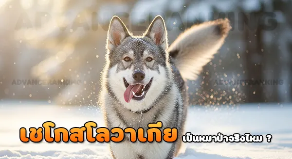 เชโกสโลวาเกีย วูล์ฟด็อก เป็นหมาป่า