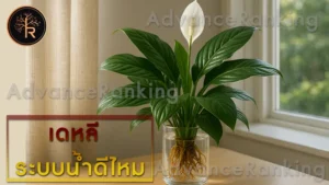 เดหลี ระบบน้ำดีไหม