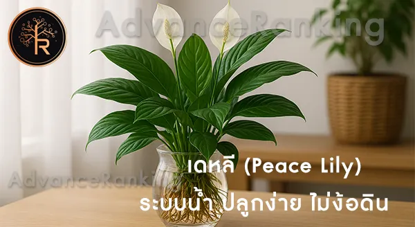 เดหลี ระบบน้ำดีไหม