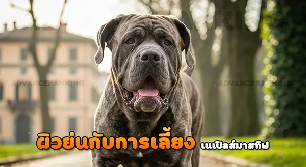 เนเปิลส์ มาสทิฟ ทำไมผิวหนังย่น