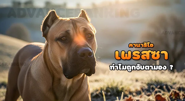 เพรสซา คานาริโอ อันตรายไหม