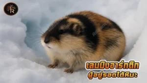 เลมมิงอาร์กติก ผู้อยู่รอดใต้หิมะ