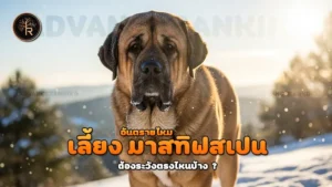 เลี้ยง มาสทิฟสเปน อันตรายไหม