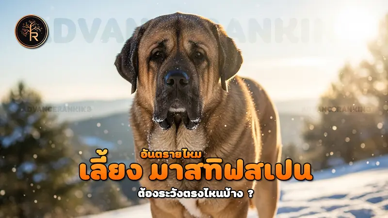 เลี้ยง มาสทิฟสเปน อันตรายไหม