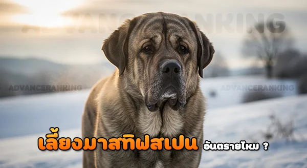 เลี้ยง มาสทิฟสเปน อันตรายไหม