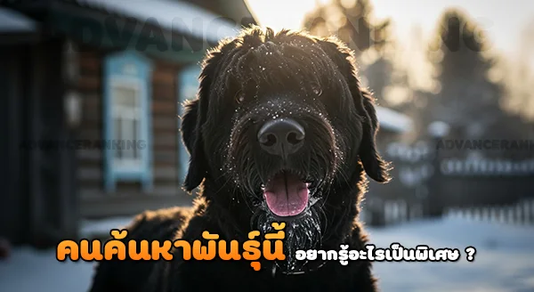 แบล็ครัสเซียนเทอร์เรียร์ สุนัขทหาร