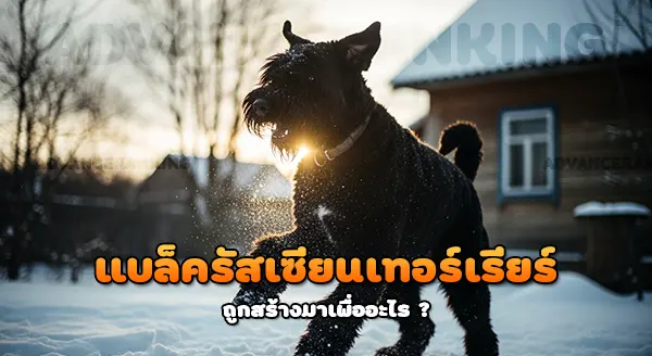 แบล็ครัสเซียนเทอร์เรียร์ สุนัขทหาร