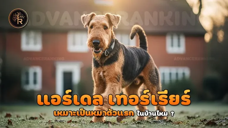 แอร์เดล เทอร์เรียร์ เหมาะเป็นหมาตัวแรก