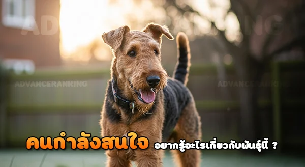 แอร์เดล เทอร์เรียร์ เหมาะเป็นหมาตัวแรก