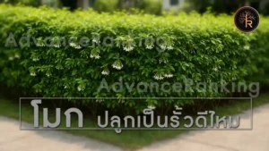 โมก ปลูกเป็นรั้วดีไหม