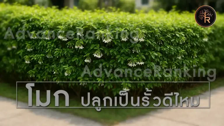 โมก ปลูกเป็นรั้วดีไหม