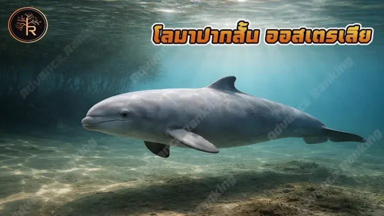 โลมาปากสั้น ออสเตรเลีย