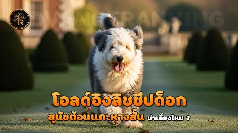 โอลด์อิงลิชชีปด็อก สุนัขต้อนแกะหางสั้น