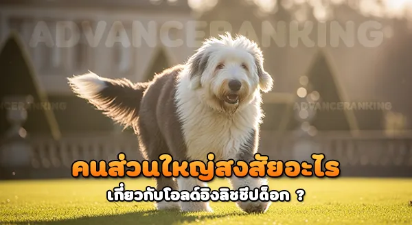 โอลด์อิงลิชชีปด็อก สุนัขต้อนแกะหางสั้น