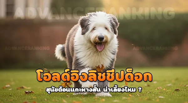 โอลด์อิงลิชชีปด็อก สุนัขต้อนแกะหางสั้น