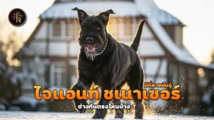 ไจแอนท์ ชเนาเซอร์ มีกี่สายพันธุ์