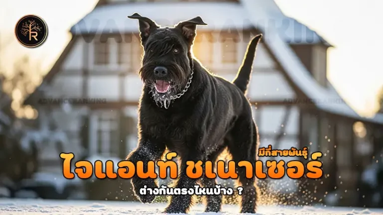 ไจแอนท์ ชเนาเซอร์ มีกี่สายพันธุ์