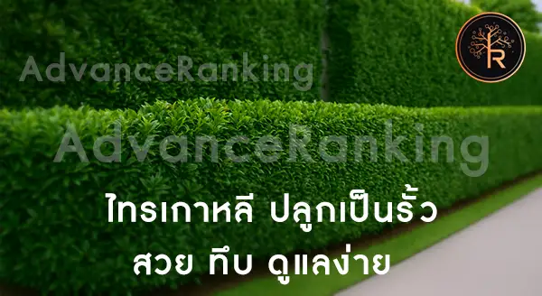 ไทรเกาหลี ปลูกเป็นรั้วได้ไหม