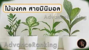 ไม้มงคล สายมินิมอล