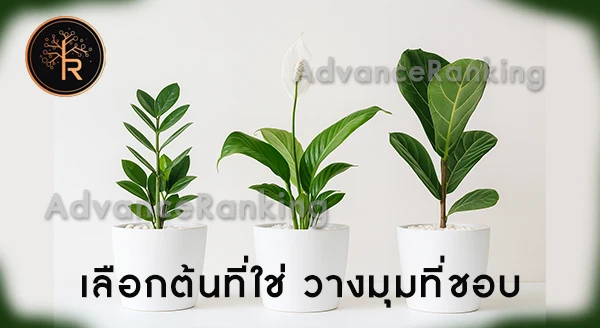 ไม้มงคล สายมินิมอล