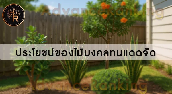 ไม้มงคลทนแดดจัด ตายยาก