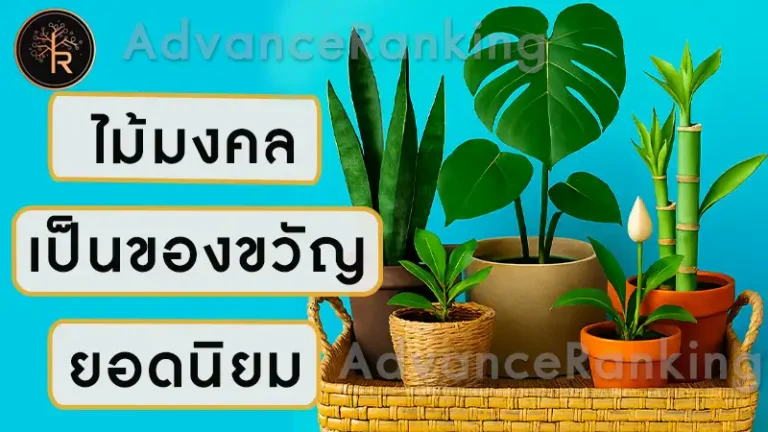 ไม้มงคลเป็นของขวัญ ยอดนิยม