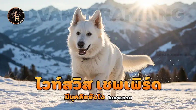 ไวท์สวิสเชพเพิร์ด มีบุคลิกยังไง