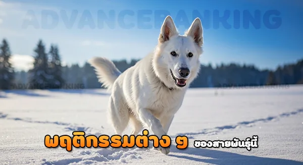 ไวท์สวิสเชพเพิร์ด มีบุคลิกยังไง