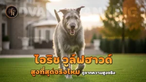 ไอริช วูล์ฟฮาวด์ สูงที่สุดจริงไหม