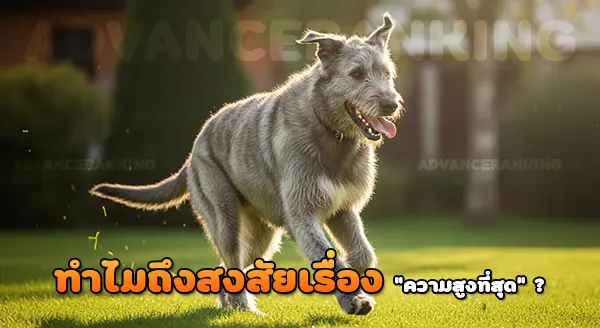 ไอริช วูล์ฟฮาวด์ สูงที่สุดจริงไหม