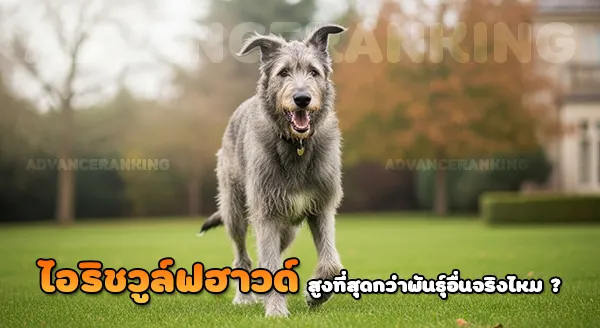 ไอริช วูล์ฟฮาวด์ สูงที่สุดจริงไหม