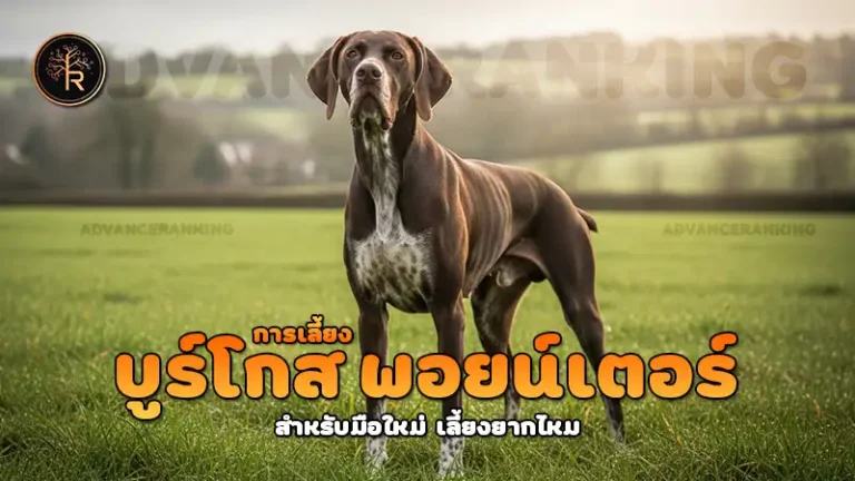 การเลี้ยง บูร์โกส พอยน์เตอร์